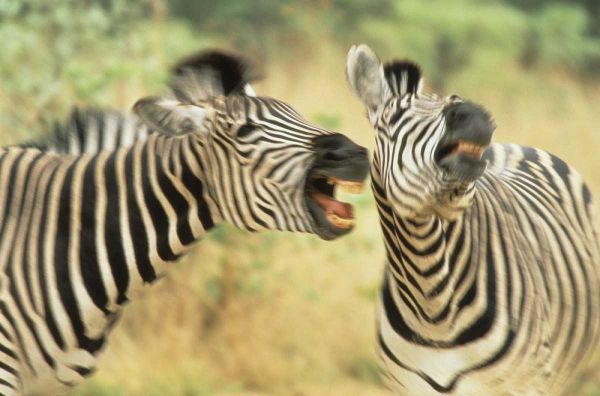 Zimbabwe Two zebras in a dispute